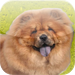 Chow Chows Revealed - All About Chow Chows