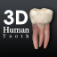 Human Tooth 3D